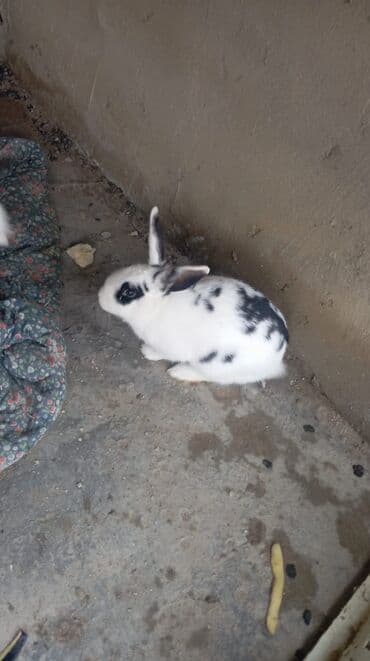 dovşanın balasına nə deyilir: Məhsul: Ev dovşanları (2 ədəd) Təsvir:2 eded böyük 1 erkek 1 — 6