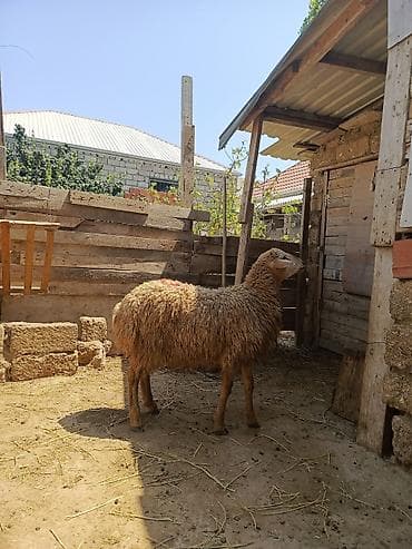 qurban qoyunu: Erkək, il: 1, 30 kq, Ətlik, Ünvandan götürmə, Ödənişli çatdırılma — 2