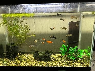 akva: Salam. Zavod istehsali akvarium satilir.Sekilde gorduyunuz kimi qapagi — 2