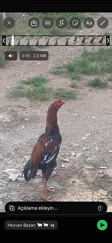heyvanlar quşlar: Xoruz, il: 1 — 1