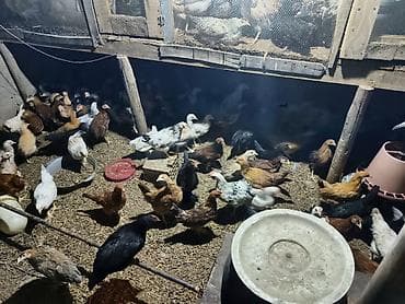 Toyuq cücələri, Damazlıq, Ünvandan götürmə lalafo.az -da Toyuq cücələri, Damazlıq, Ünvandan götürmə