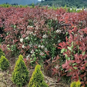 Avto xidmətlər: Pejaj və landşaft dizaynı xidməti - Həyət, bağ və villalar üçün — 3