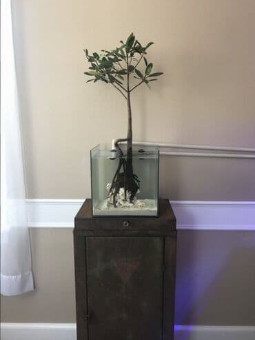 akvarium sifarisi: Ölçü 30×30×30. 6 lıq Radajlı şüşə 27 litir. Bunan əlavə — 1