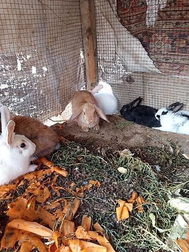 pekines satisi: Salam dovşanların hamsı satılır tam sağlam dılar heçbir xəsdəliyi — 4