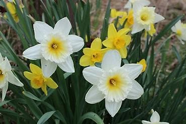 nerjavika dazan: Nərgizlər: Ətirli qışda açan nərgizlər - 3-4 soğan 1 AZN Yazda — 3