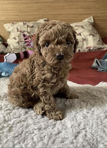 ov itleri satilir: Pudel, 1 ay, Erkek, Ödənişli çatdırılma — 2