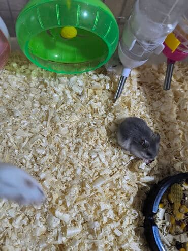 su donuzu: Cırtdan hamsterlər – müxtəlif rənglərdə balalar • Növ: cırtdan (dəniz — 2