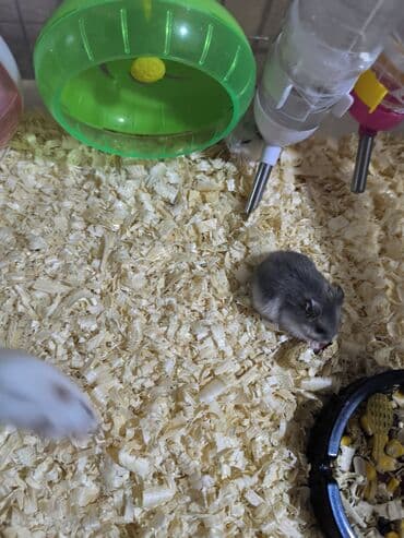 su donuzu: Cücə xırda hamsterlər – müxtəlif rənglərdə (ağ, boz və qarışıq — 1