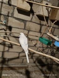 большая клетка для морской свинки: Dalmatin və müxtəlif rəng mutasiyalı dalğıç (büdcərigar) nimçələri - — 4