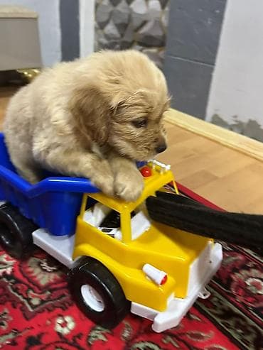 xaski bala: Retriever — 2