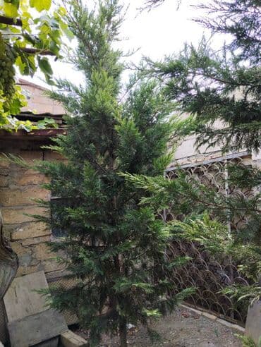 Leylanda ağacları. Dəyərindən ucuz. İtaliya sortu, sağlam ağaclardır