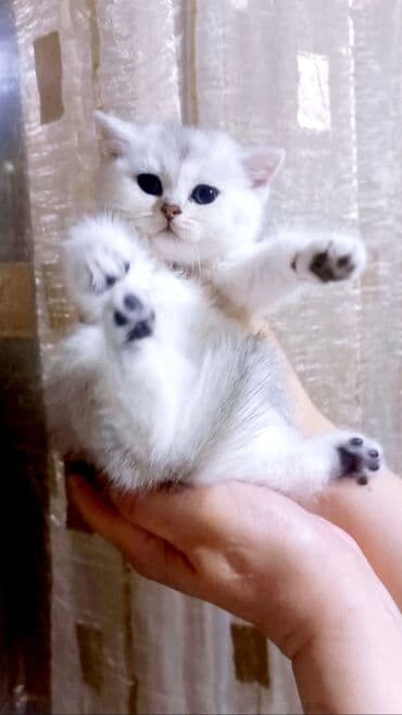 pisik şotlant: Britan, Dişi, Yaxşı əllərə, Ünvandan götürmə — 3