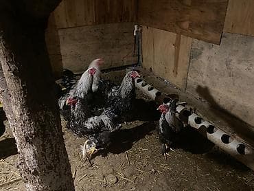 K/t heyvanları üçün mallar: Toyuq, Brama, Damazlıq — 5