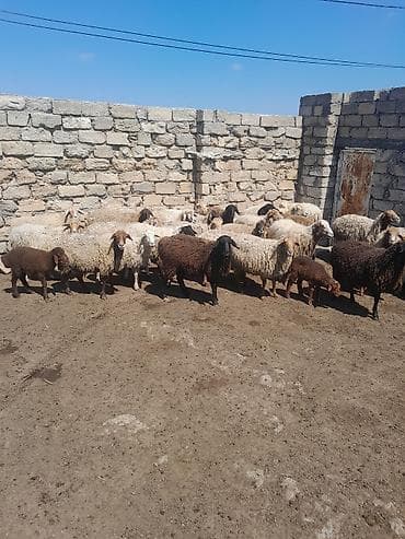 qoyun itleri: Topdan satilir 28 baw qoyun satilir otlaq gormuw heyvanlardi 10 ededi — 1