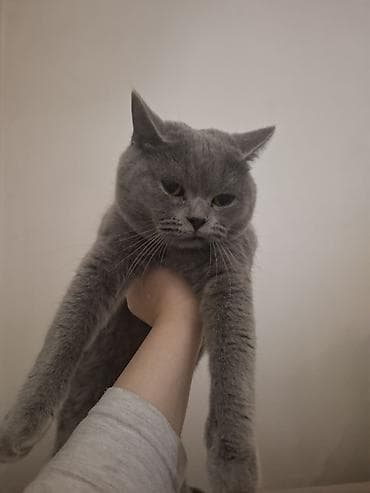 holstein inek satilir: Britan, Dişi, Cütləşmə üçün, Ünvandan götürmə, Ödənişli çatdırılma — 1