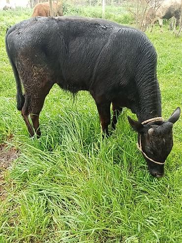 Satılır: erkəydi 6 aylqdi 1650 deylir riyalı alcıyla razlaşacam ciddi