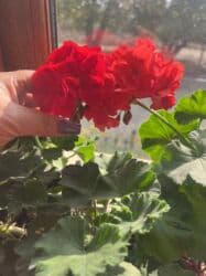 yeni il şənliyi 2022: Xalça — 25