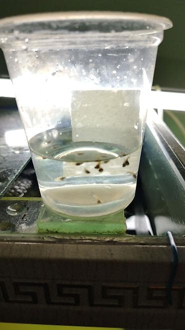 Heyvanlar: Quppi, Sülhsevər — 2