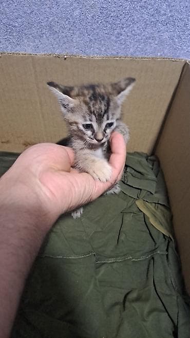 mingəcevir pişik: Yaxşı əllərə — 1