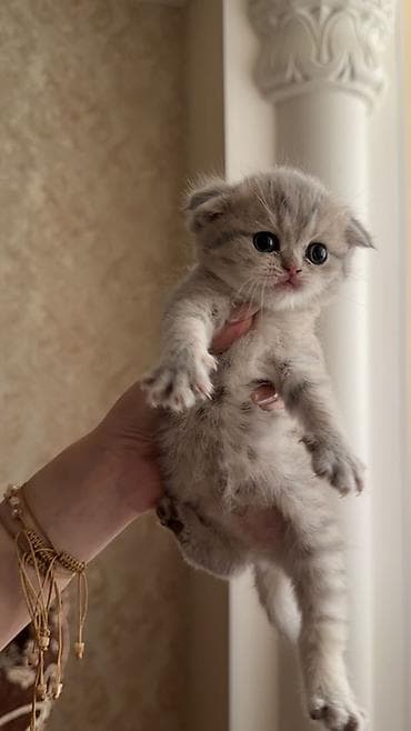 ev heyvani: Şinşilla, Erkək, Dişi, Yaxşı əllərə, Ünvandan götürmə, Pulsuz çatdırılma — 4