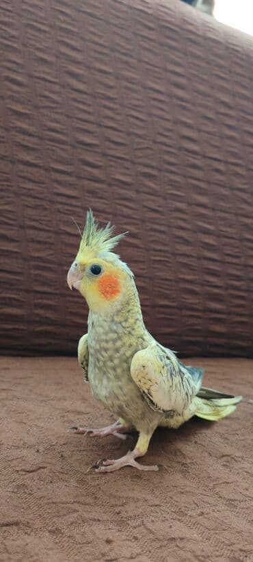 Akvarium aksessuar və ləvazimatları: 2 eded iki aylıq korella balasıdı. Cüt satılır qefesle birlikde 130 — 8