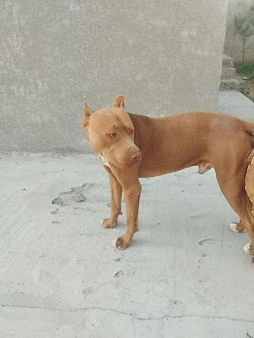 İtlər: Pitbul, 2 ay, Erkek — 9