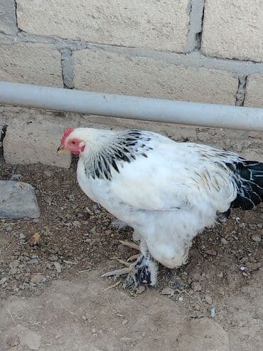 yerli inəklər: Toyuq, Brama, Damazlıq — 1