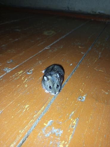 Dwarf hamster cütlüyü və qəfəs seti - Növ: xırda cins (cütdür) – biri