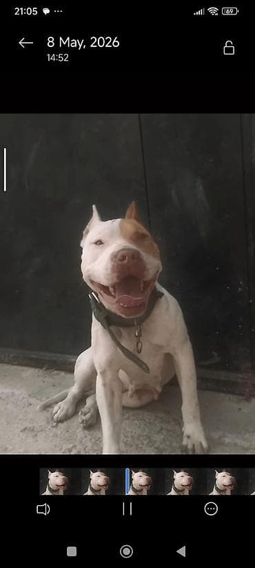 it cütləşdirmək: Pitbul, 2 ay, Dişi, Peyvəndli, Ünvandan götürmə — 2