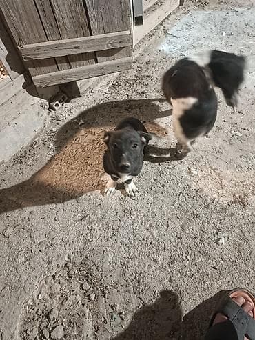 chappi it yemi: Zvanok satilir anadan gelme quyruqsuzdu.vacapla elaqeBalaca it balası — 2