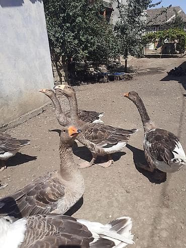cins xoruz: 2 ədəd Tula döyüş qazları erkəy və dişi.2 ədəd ana qaz biri ala çox — 2