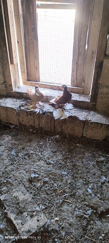 Cütü 50 m tam sağlamdilar iri lələkli quşlardi