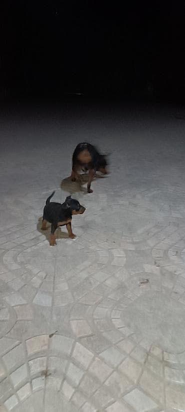 karlik pudel satisi: Miniatür pinçer, 1 ay, Dişi — 2