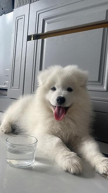 pulsuz heyvanlar: Samoyed — 3