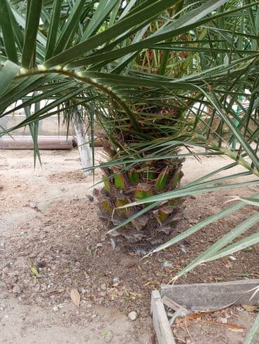 sultan daragi gülü: Деревья — 5