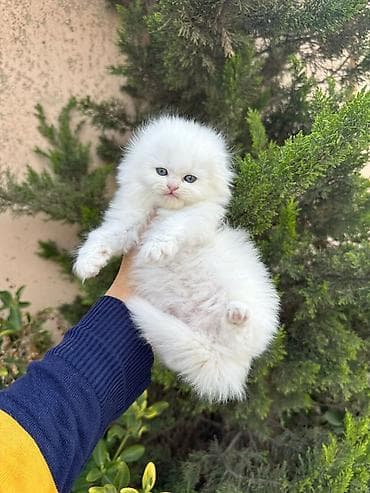 pişik lalafo: Fars — 5