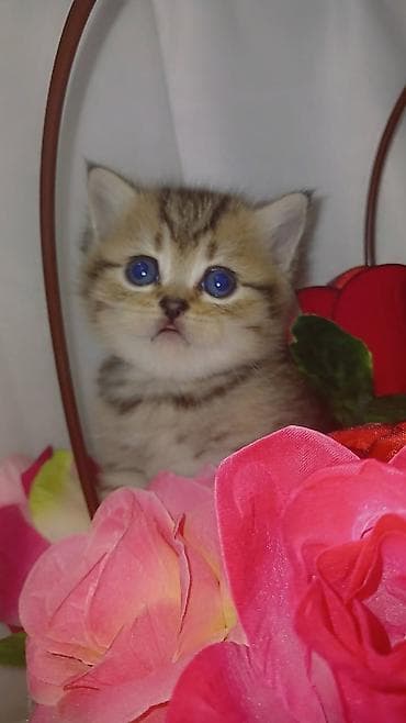 en iri it cinsi: Britan — 1