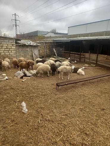 hələb keçisi satılır: 📢 QURBANLIQ QOYUN SATIŞI VƏ KƏSİM XİDMƏTİ Qarabağ qoyunları və — 1