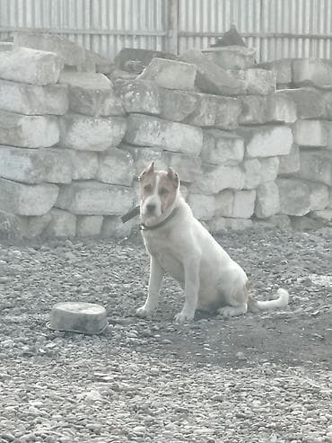 pisik balası verirem: Doq, 7 ay, Erkek, Peyvəndli — 3