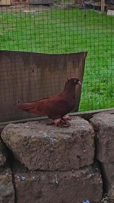 ordekler: Erekwy bala veren qan qirmzi — 6