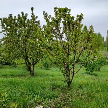 xirdalan heyet evleri 2023: 130 м², 3 комнаты, Водопровод — 12