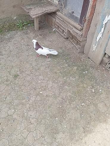 eşəy satışı: Salam qirmizi boyun Erkey satılır uçus haqda məlumat yoxdur tam sağlam — 4