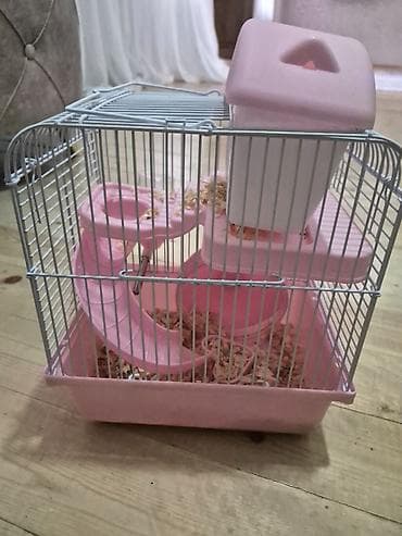 heyvanlar: Hamster Satilir qefes qarisig 25azn — 2