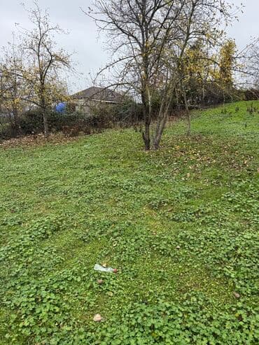 18 sot, Tikinti, Kupça (Çıxarış)