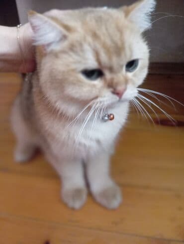 британская шиншилла: Шиншилла, В добрые руки — 2