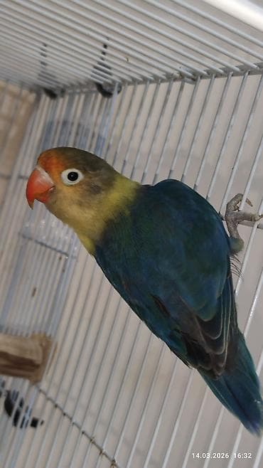 Digər heyvanlar: PAPUQAY FİŞER ERKƏK MUTASYON TÜRKİYƏDƏN GƏLMƏ QUŞLARIN BALASI CÜTƏ — 2