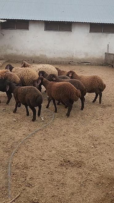 Heyvanlar üçün mallar: Qoyun sürüsü – yerli ətlik/qarışıq istiqamət Məhsul təsviri: - — 7