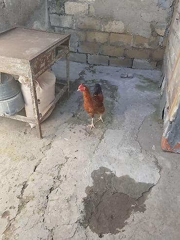 Balıqlar: Toyuq, Yumurtalıq — 3