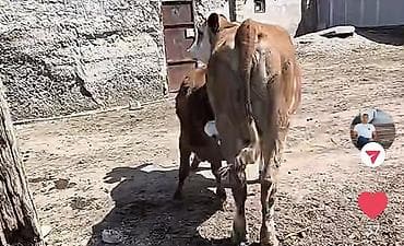 pişik satisi 2019: 8-10 südü var bala disidi 1 ci qarin dogub sakit heyvandi — 7