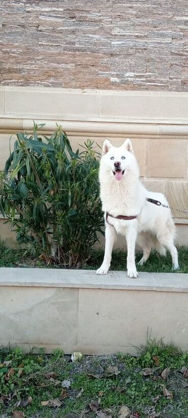 pitbull tap az: Хаски, 3 годa, Самец, С прививками — 2